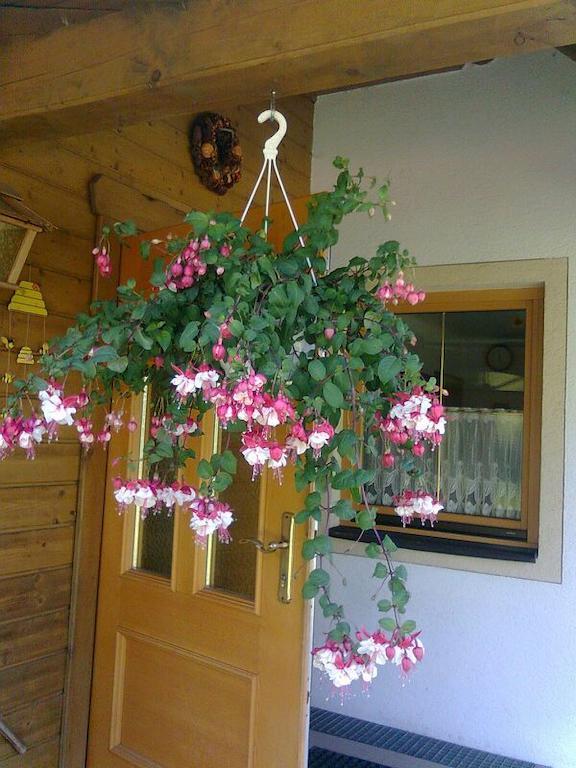 Appartement Pension Grasser Бад Кляйнкирххайм Экстерьер фото